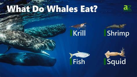 what the whales eat